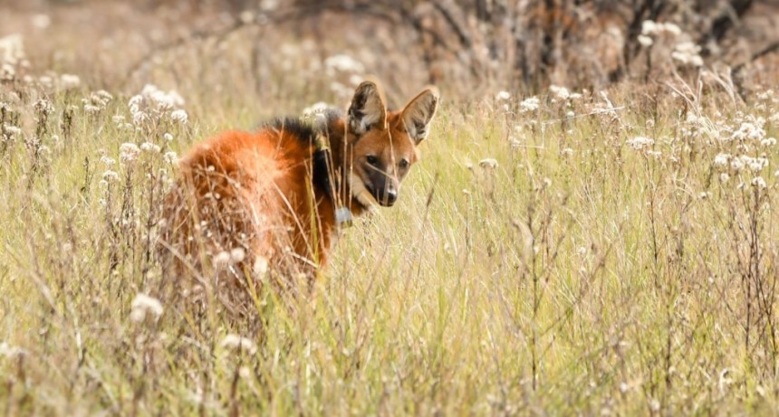 Biodiversidad: Provincia concretó más de 500 liberaciones de fauna silvestre en 2025