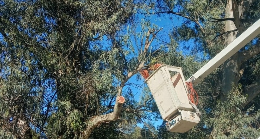 Sauce Viejo avanza con tareas de mantenimiento del arbolado en calle Canad&aacute;