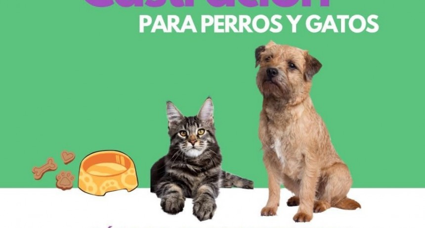Jornada de castraciones gratuitas para perros y gatos en San Agustín