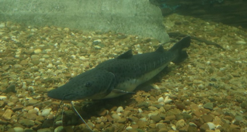 Santa Fe establece la veda para la pesca de surubí