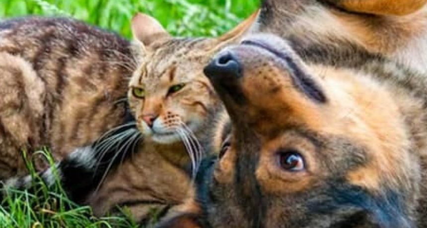 Protección Animal Municipal: información y servicios para el mes de noviembre en Santo Tomé