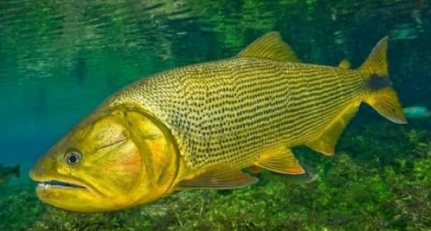 Veda de pesca: la Municipalidad de Santo Tomé recuerda las restricciones vigentes