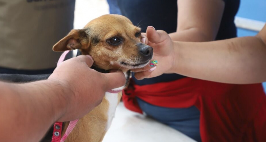Protección Animal Municipal: servicios y campañas durante octubre en Santo Tomé